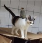 Polly (1)